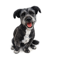 Pakiet (Średni Pies)